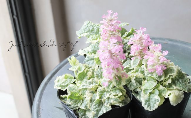 斑入り桃花アジュガ ピンクライトニング すべての商品 Junk Sweet Garden Tef Tef