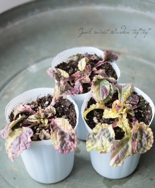 ���������֥����奬���إԥ󥯥饤�ȥ˥󥰡�