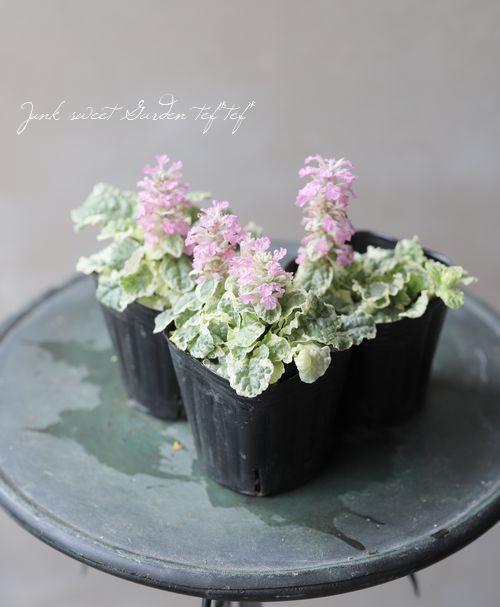 斑入り桃花アジュガ ピンクライトニング すべての商品 Junk Sweet Garden Tef Tef