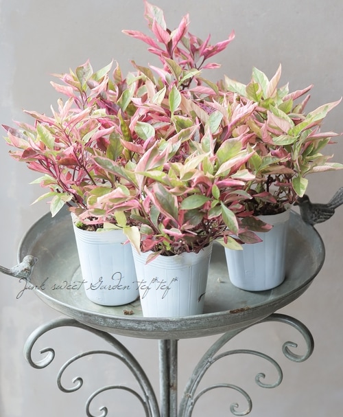 �����ꥢ��ƥ�ʥ󥻥顡�إ������ʥХ��