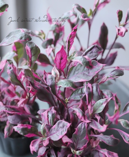 �����ꥢ��ƥ�ʥ󥻥顡�إ������ʥХ��