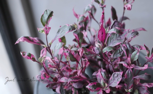 �����ꥢ��ƥ�ʥ󥻥顡�إ������ʥХ��