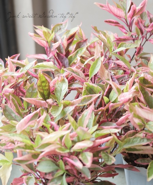 �����ꥢ��ƥ�ʥ󥻥顡�إ������ʥХ��