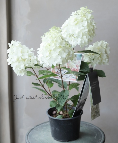 モダニズム花器 ノリウツギ 『Living Little Blossom -リトルブロッサム-』 ピラミッド