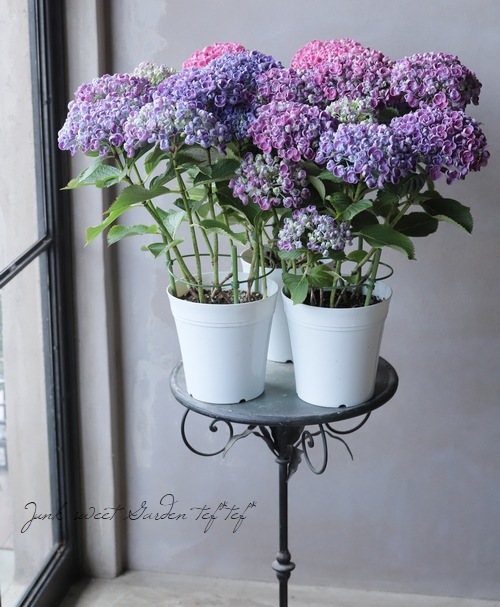 おたふく紫陽花 ホップコーン グラデーション レア色 Flower Species アジサイ Junk Sweet Garden Tef Tef おたふく紫陽花 ホップコーン グラデーション レア色 Flower Species アジサイ Junk Sweet Garden Tef Tef