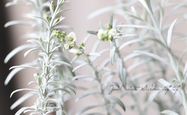 ar 23枚　カスミのコダック　レアコイル　スリープ　キルリア　ヨマワル Super Killer Bill | IMAKATSU