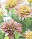 ���֥餵��Υ����ƥ����ڥ�ޥࡡ�إ�����륭�å���