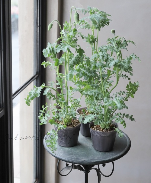 希少！ポピー 『アメージンググレイ』 植え込み用 | すべての商品