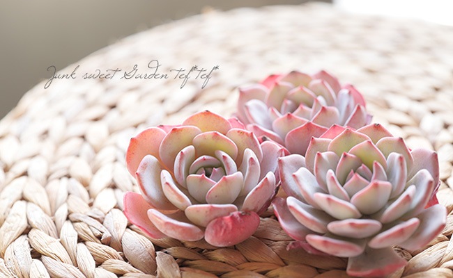 多肉植物】 『ラウィ×ラウレンシス』エケベリア属 韓国苗 | すべての