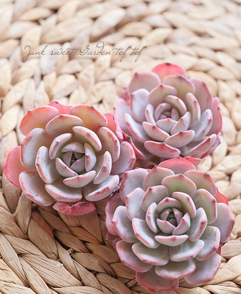 多肉植物】 『ラウィ×ラウレンシス』エケベリア属 韓国苗 | すべての