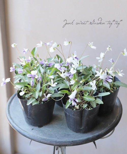 宿根スミレ 『新島すみれ×二色厚葉すみれ』 【MIX咲き】 | すべての