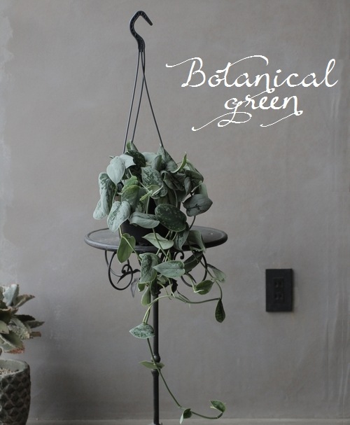 スキンダプサス・ピクタス 『シルバーアン』 | すべての商品 | | Junk