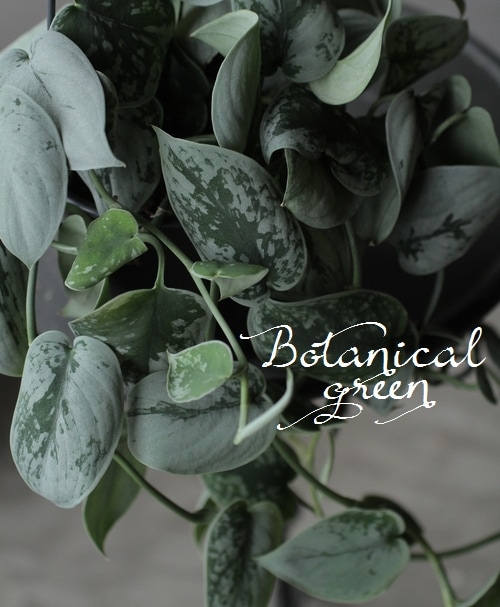 スキンダプサス・ピクタス 『シルバーアン』 | すべての商品 | | Junk