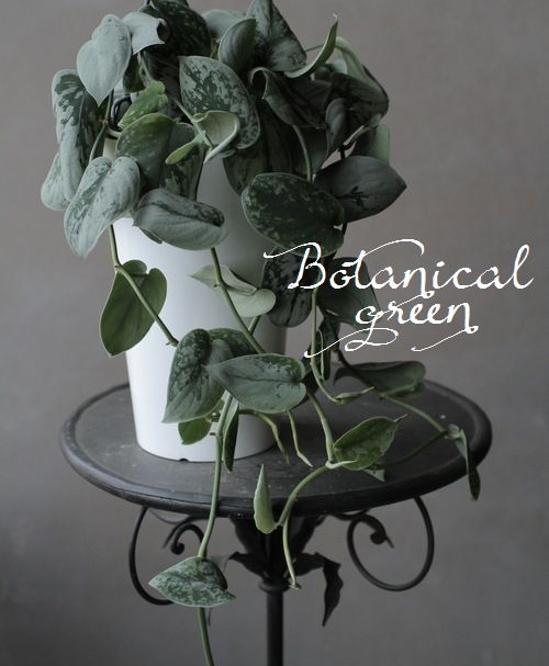 スキンダプサス・ピクタス 『シルバーアン』 | すべての商品 | | Junk