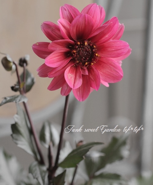 宿根・銅葉プチダリア 『大人ピンク』 | すべての商品 | | Junk sweet