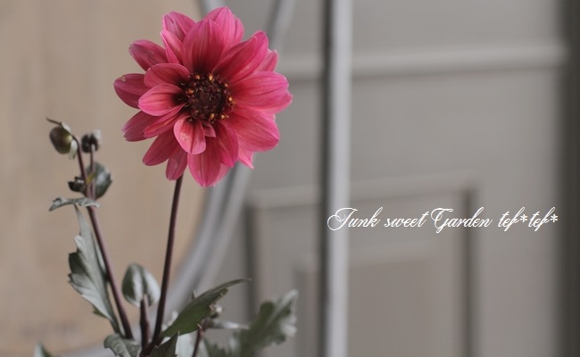 宿根・銅葉プチダリア 『大人ピンク』 | すべての商品 | | Junk sweet