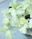 ��֥��إ��饷�å��ۥ磻�ȡ� �ե楤�������������