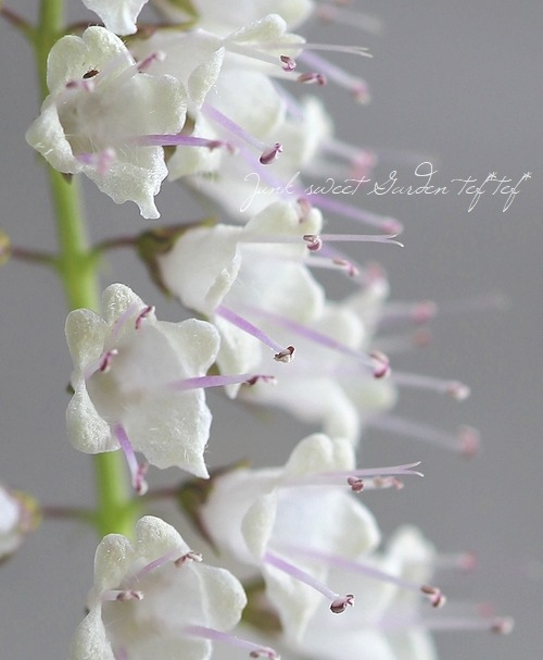 霜柱 - シモバシラ - | すべての商品 | | Junk sweet Garden tef*tef*