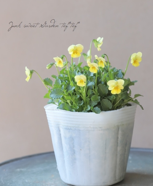 �����إӥ��顦�ӥ���å����إ�ѡ�����