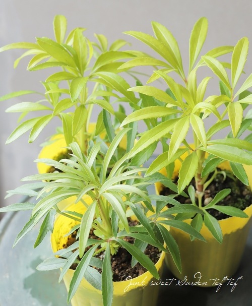 松村園芸・カラーリーフのクリスマスローズ 『フェチダス・ゴールド