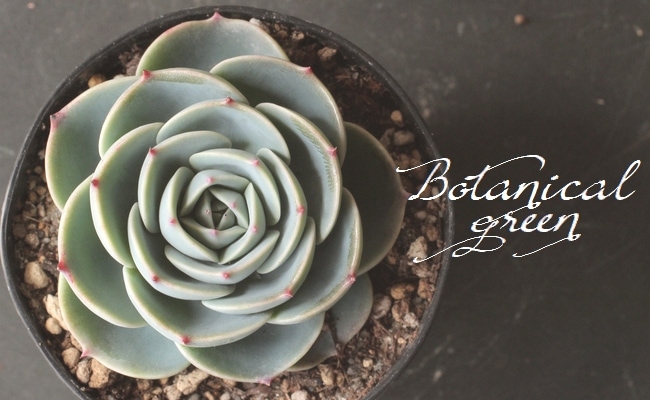 七福神⑦ エケベリア　多肉植物 特大サイズ♡大苗♡七福神♡多肉植物♡エケベリア♡ アートフラワー