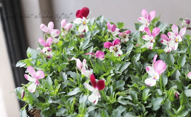 ☆カーメン君×見元園芸のコラボ 【プレミアムビオラ】 【B】 | すべて