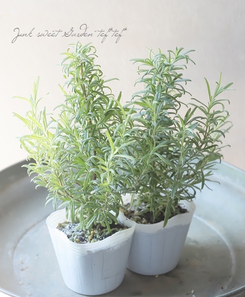 ハーブ】 立ち性斑入りローズマリー 『ギルテッドゴールド』『ギル