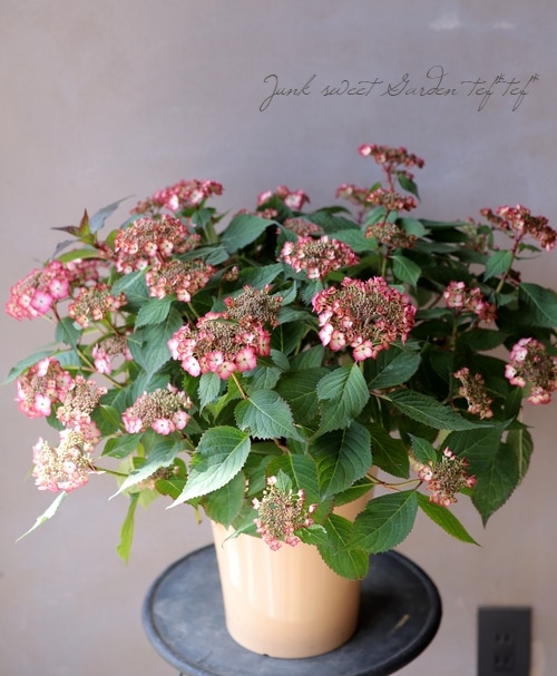 山紫陽花交配種 『アジアンビューティSAKURA』 | Flower Species