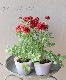 ��ʥ󥭥�饹 �إ롼����롼�����