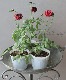 ��ʥ󥭥�饹 �إ롼����롼�����