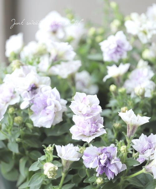 ゲブラさんオリジナル】 ペチュニア 『シルクボール』 ブルー | すべて