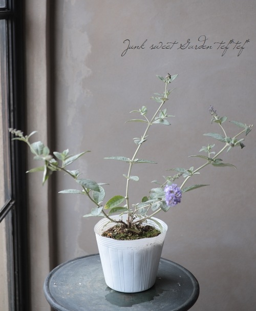 ブットレア フリープティット ブルーヘブン すべての商品 Junk Sweet Garden Tef Tef