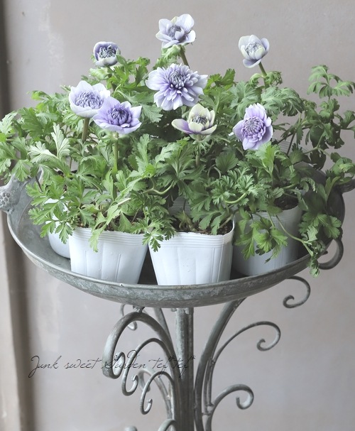 八重咲きアネモネ 『凛々花 -リリカ-』 【厳選！ブルーバイカラー