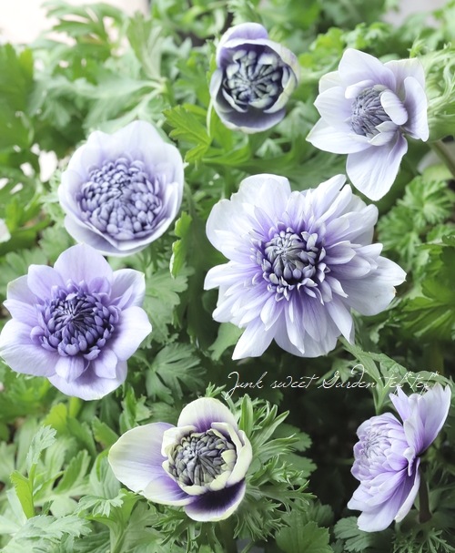 八重咲きアネモネ 『凛々花 -リリカ-』 【厳選！ブルーバイカラー