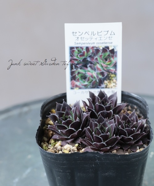 多肉植物】センペルビウム 『オセッティエンセ』 | Leaf Species,多肉