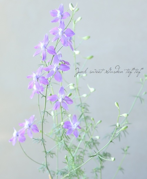 激レア！ラークスパー 『かぐや姫』 パープル | すべての商品 | | Junk