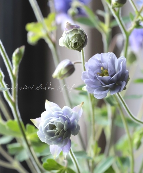 オダマキ サムシングブルー すべての商品 Junk Sweet Garden Tef Tef