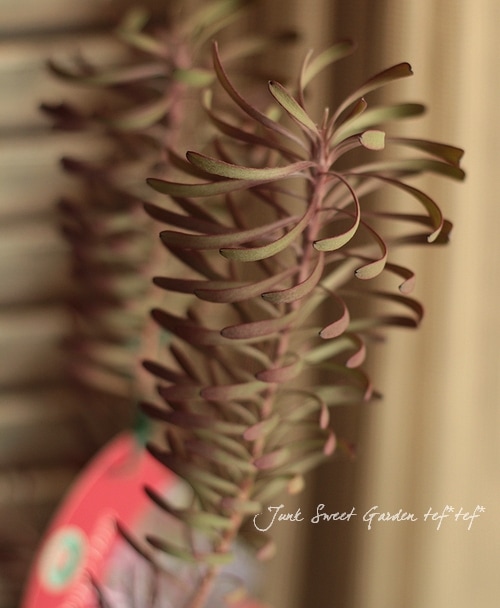 ��塼���ǥ�ɥ��󡡡إѡ��ץ�إ�����