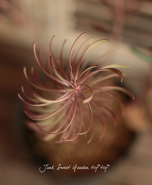 ��塼���ǥ�ɥ��󡡡إѡ��ץ�إ�����