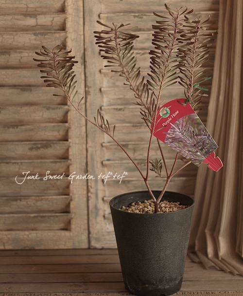 リューカデンドロン 『パープルヘイズ』 | すべての商品 | | Junk