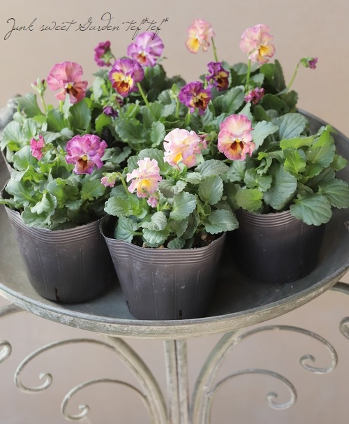 ���ߤ�ȥӥ��顡�ؽդ��ޤ��