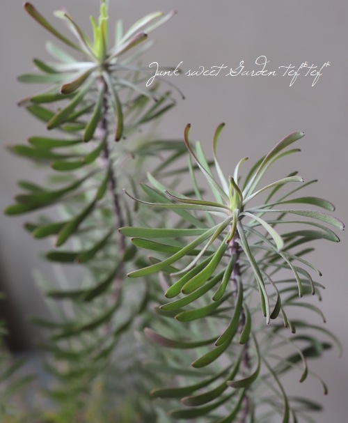 ��塼���ǥ�ɥ��󡡡إѡ��ץ�إ�����