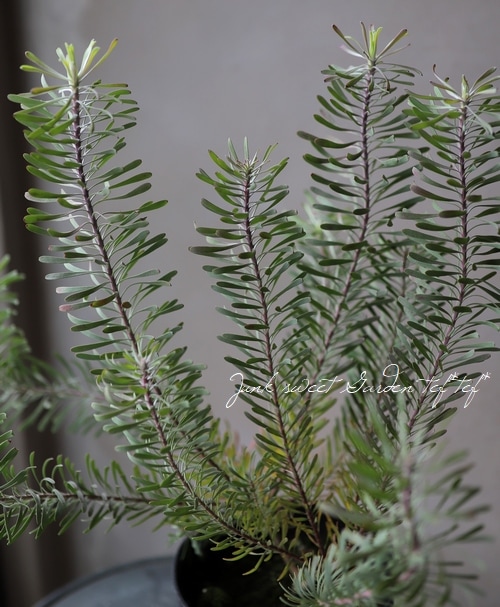 リューカデンドロン 『パープルヘイズ』 | すべての商品 | | Junk