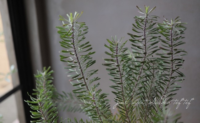 ��塼���ǥ�ɥ��󡡡إѡ��ץ�إ�����