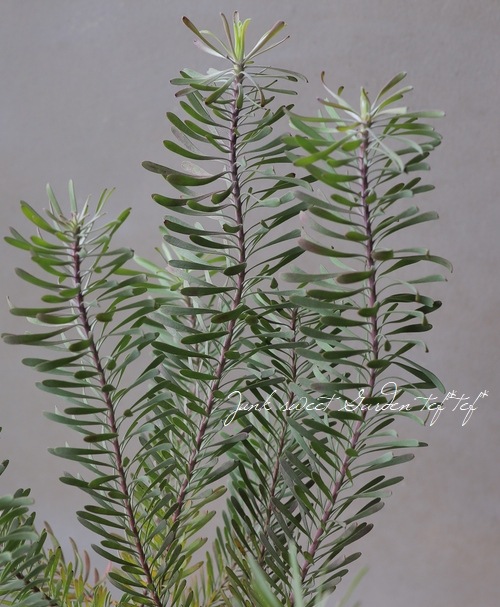 ��塼���ǥ�ɥ��󡡡إѡ��ץ�إ�����