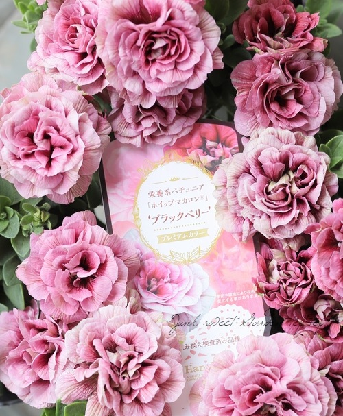 お花 花日和さんオリジナル】 八重咲きペチュニア ・ホイップマカロン