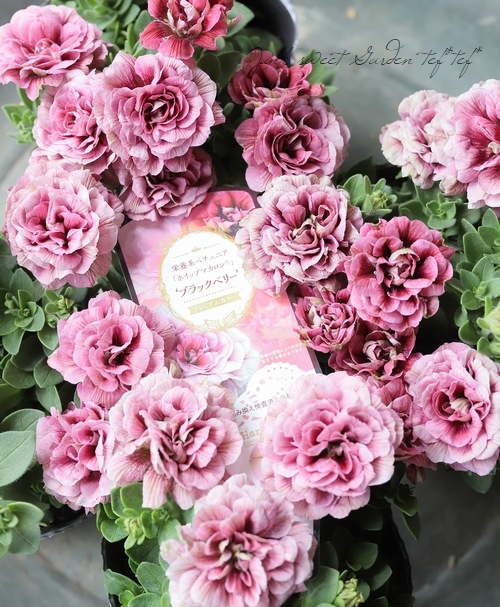 花日和さんオリジナル】 八重咲きペチュニア ・ホイップマカロン