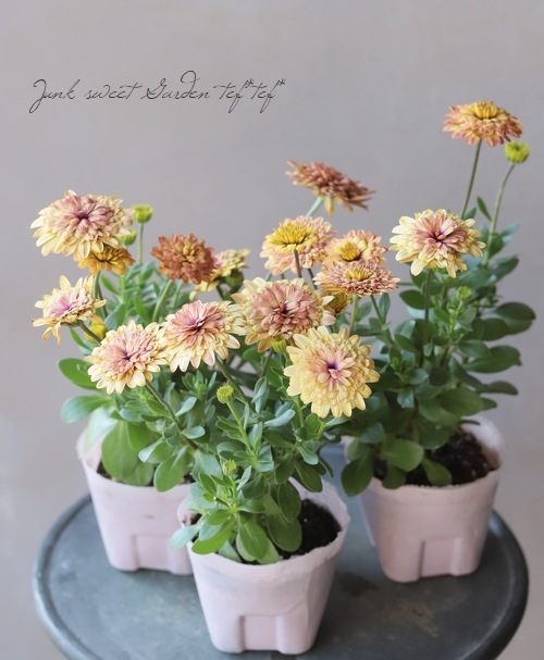 ゲブラさんのオステオスペルマム ジョンブリアン すべての商品 Junk Sweet Garden Tef Tef