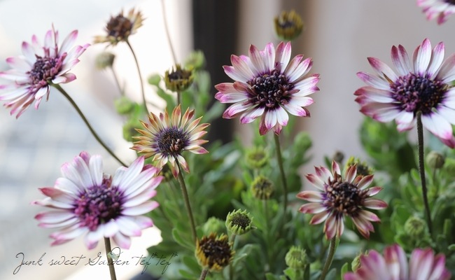 八重咲きオステオスペルマム・プリンス 『ローズ』 | すべての商品