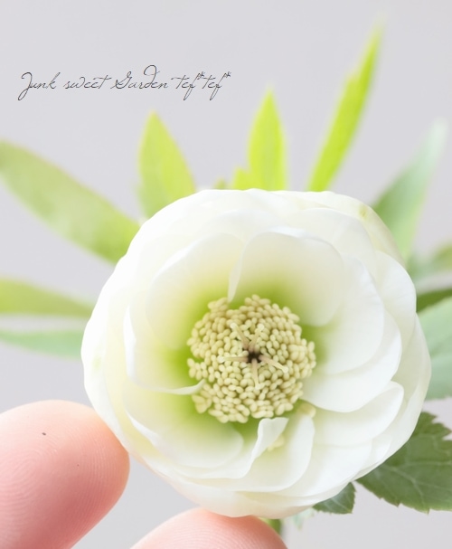 大和園】 クリスマスローズ 『ホワイトダブルカップ咲き』 2026【D